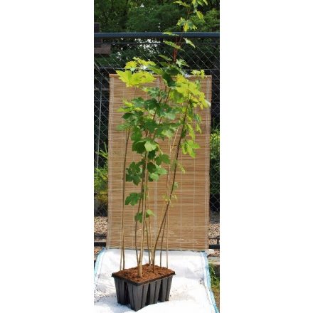 Miniatura - Acer pseudoplatanus (Javor klen) - QuickPot 1,6 l