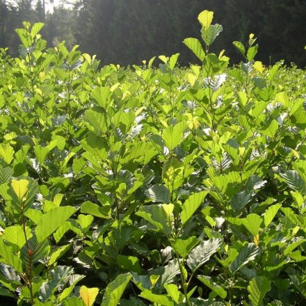 Foto Alnus glutinosa (Olše lepkavá)