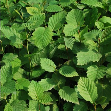 Miniatura - Alnus incana