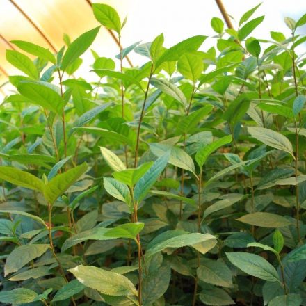 Miniatura - Aronia melanocarpa