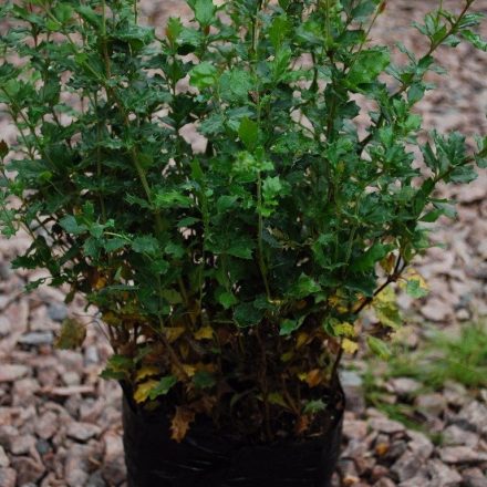 Foto Berberis darwinii (Dřišťál Darvinův)