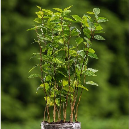 Foto Carpinus betulus (Habr obecný)