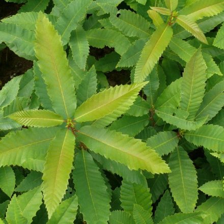 Foto Castanea sativa (Kaštanovník setý)