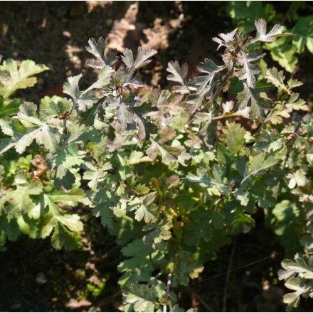 Foto Crataegus monogyna (Hloh jednosemenný)