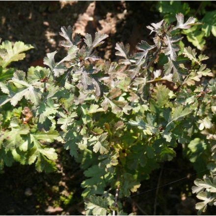 Miniatura - Crataegus monogyna