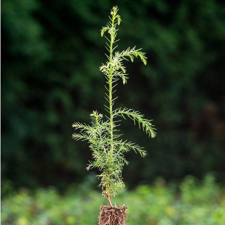 Foto Cryptomeria japonica (Kryptomérie japonská)