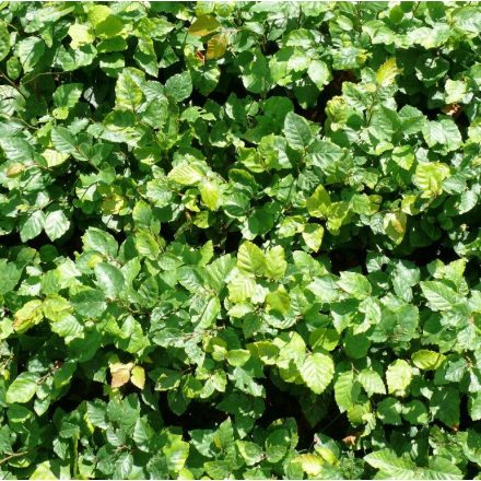 Miniatura - Fagus sylvatica