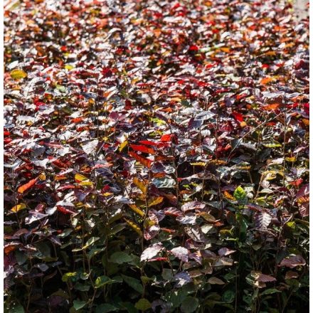 Foto Fagus sylvatica f. purpurea (Buk lesní f. purpurea)