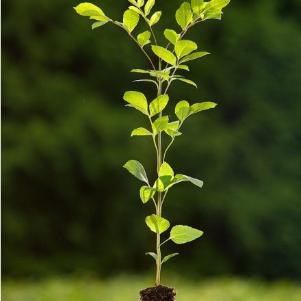 Miniatura - Fraxinus excelsior