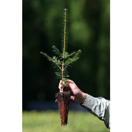 Miniatura - Abies nordmanniana (Jedle kavkazská) - QuickPot (QP)