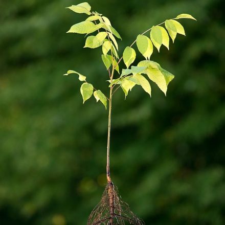 Miniatura - Juglans nigra