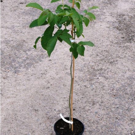 Miniatura - Juglans regia