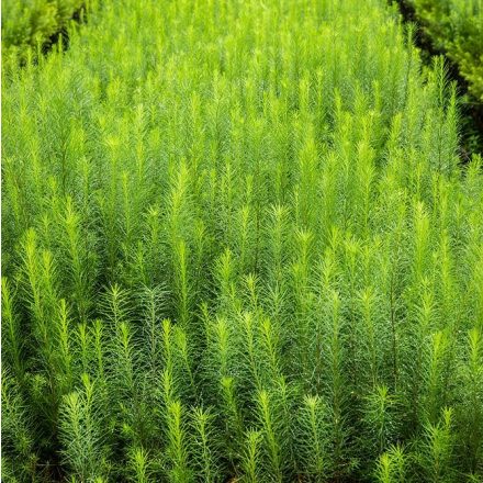 Miniatura - Larix decidua
