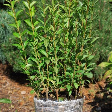 Foto Ligustrum vulgare (Ptačí zob obecný)