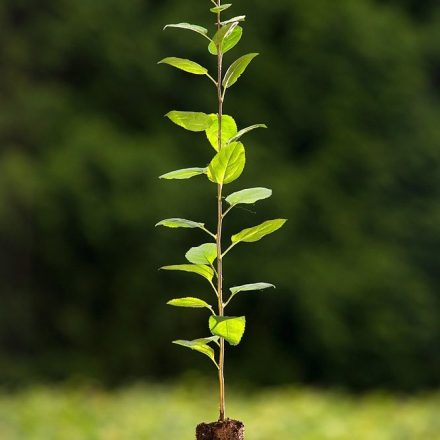 Foto Malus sylvestris (Jabloň lesní)