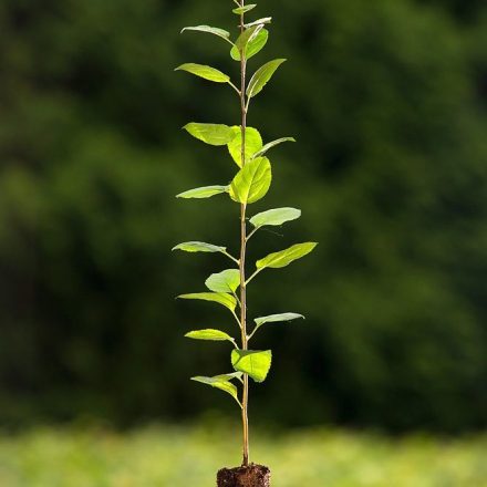 Miniatura - Malus sylvestris