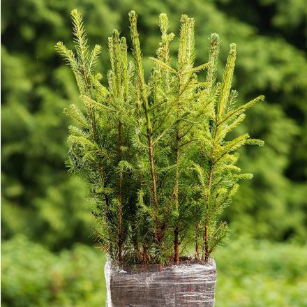 Miniatura - Picea abies