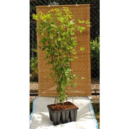 Miniatura - Acer campestre (Javor babyka) - QuickPot 1,6 l (QP 1,6 l)