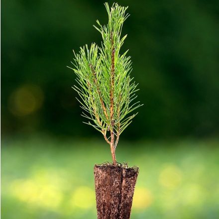 Foto Pinus mugo (Borovice kleč)