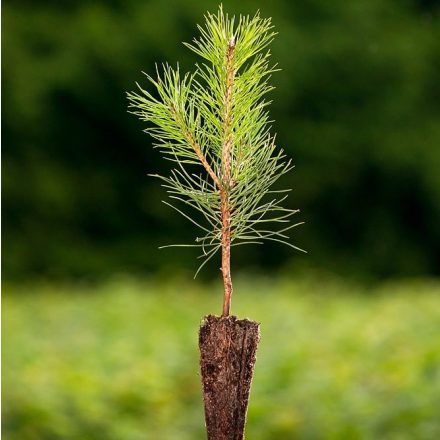 Foto Pinus nigra (Borovice černá)