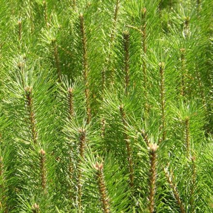 Miniatura - Pinus sylvestris