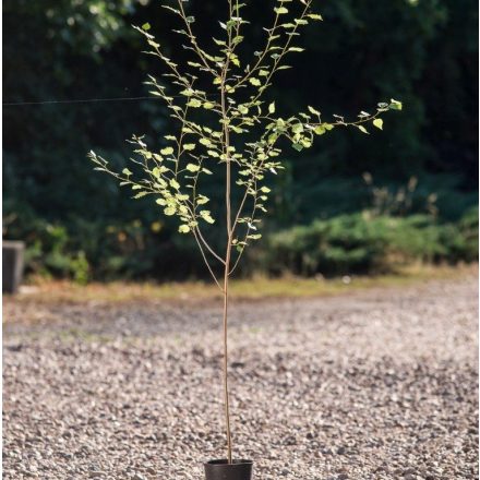 Miniatura - Populus tremula