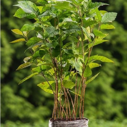 Foto Prunus avium (Třešeň ptačí)