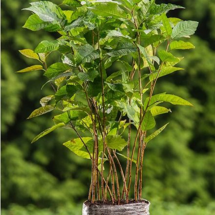 Miniatura - Prunus avium