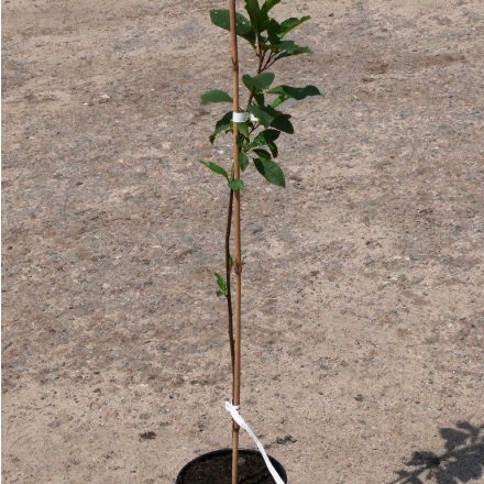 Miniatura - Prunus padus