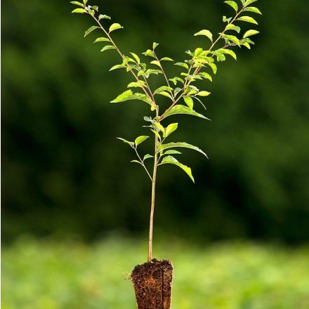Miniatura - Prunus spinosa