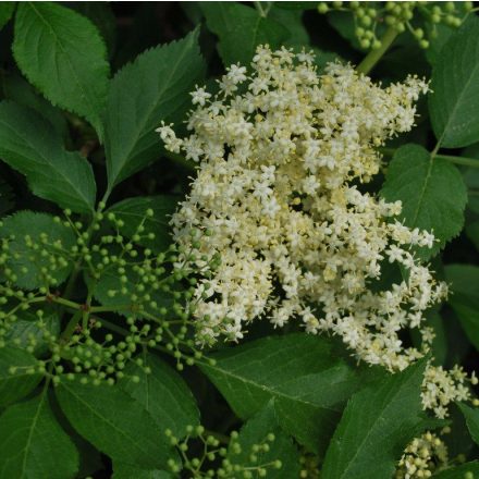 Miniatura - Sambucus nigra