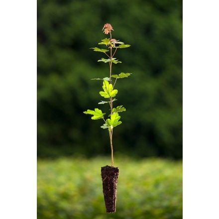 Miniatura - Acer campestre (Javor babyka) - QuickPot (QP)