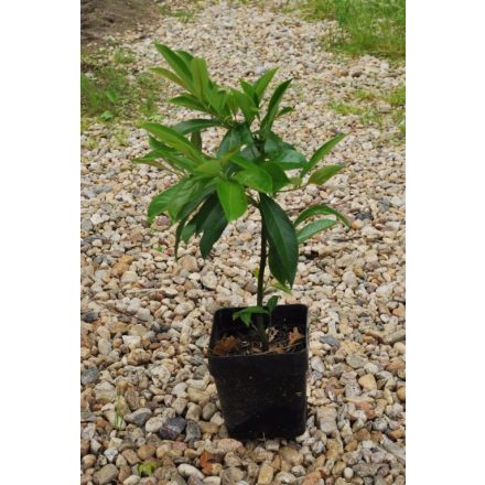 Miniatura - Prunus laurocerasus (bobkovišeň lékařská) - kontejner