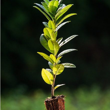 Foto Prunus laurocerasus (Bobkovišeň lékařská)