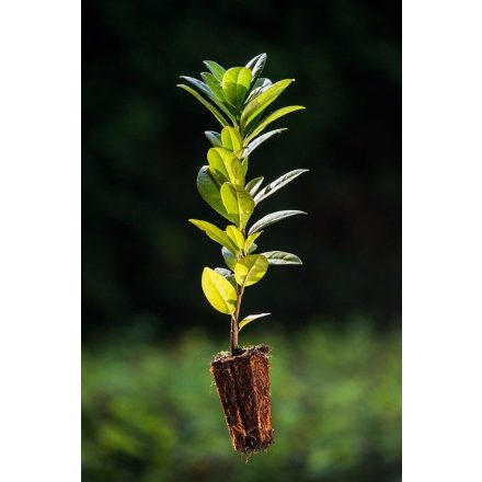 Miniatura - Prunus laurocerasus (bobkovišeň lékařská) - Quick Pot