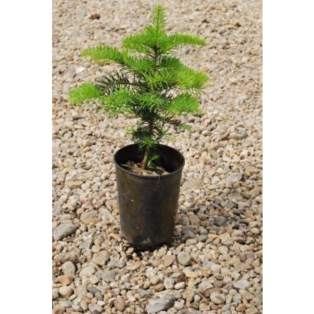 Miniatura - Abies nordmanniana (Jedle kavkazská) - kontejner