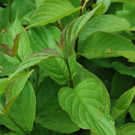 Foto Cornus alba (Svída bílá)