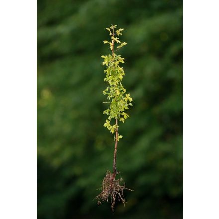 Miniatura - Acer campestre (Javor babyka) - prostokořenná