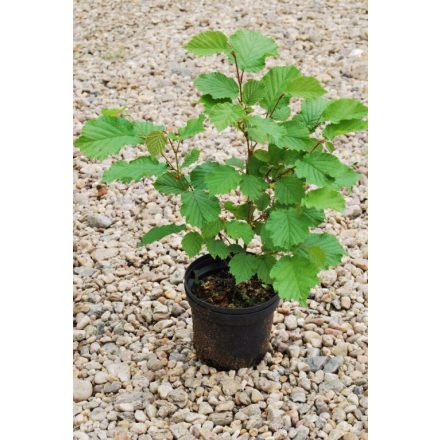 Miniatura - Corylus avellana (líska obecná) - kontejner