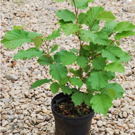 Miniatura - Corylus avellana