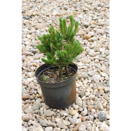 Miniatura - Pinus mugo ssp. pumilio (Borovice kleč ssp. pumilio) - kontejner
