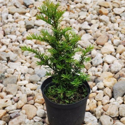 Miniatura - Taxus baccata