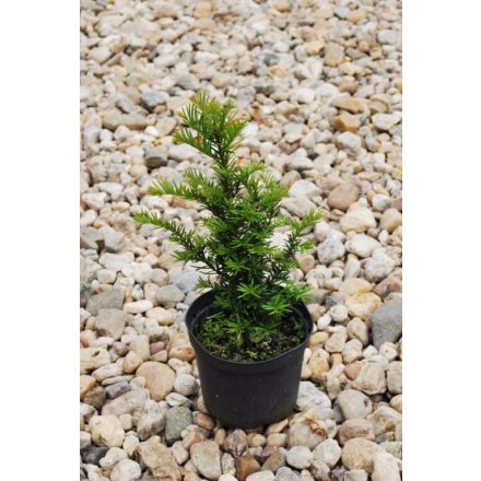 Miniatura - Taxus baccata (Tis obecný) - kontejner