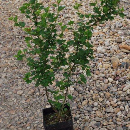 Miniatura - Ribes alpinum