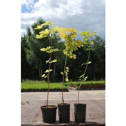 Miniatura - Acer platanoides (Javor mléč) - kontejner 5 l