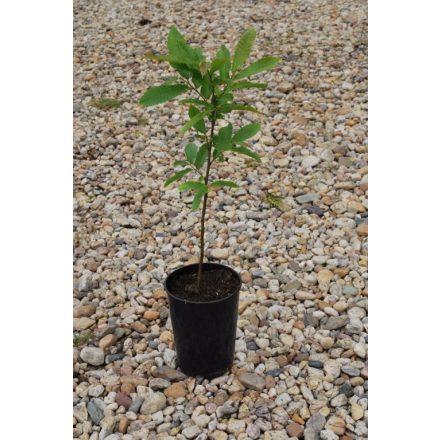 Miniatura - Castanea sativa (Kaštanovník setý) - kontejner 3 l
