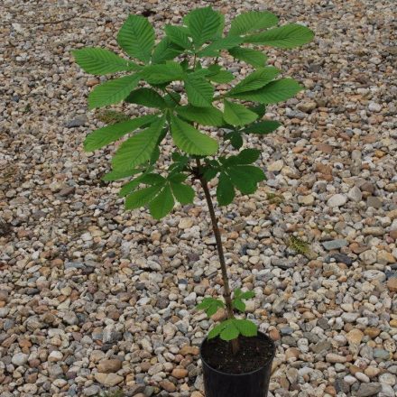 Miniatura - Aesculus hippocastanum