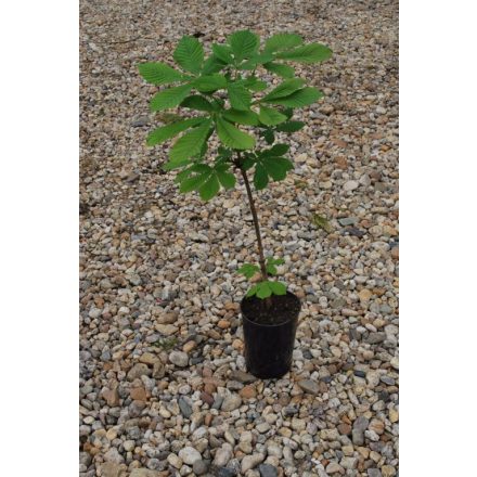 Miniatura - Aesculus hippocastanum (Jírovec maďal) - kontejner 3 l