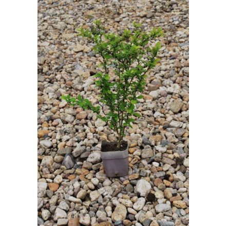 Miniatura Berberis thunbergii (dřišťál Thunbergův) - kontejner