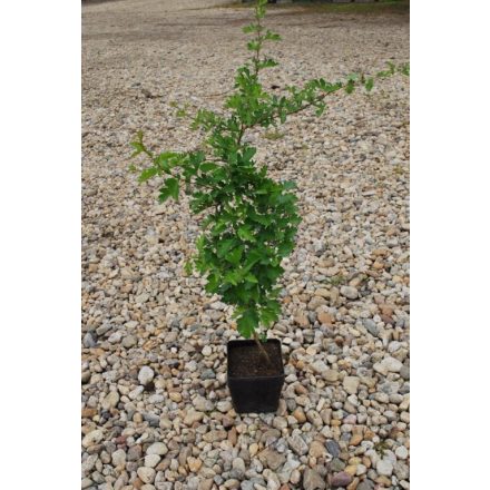 Miniatura - Crataegus monogyna (Hloh jednosemenný) - kontejner 3 l